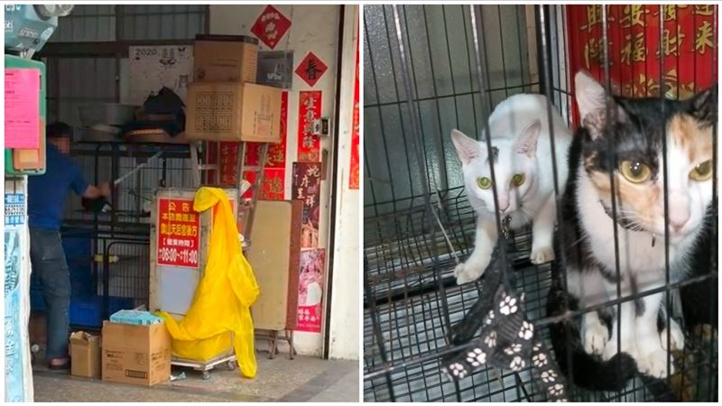 網友私刑「蛋洗」碗粿店 遭虐3貓現況曝
