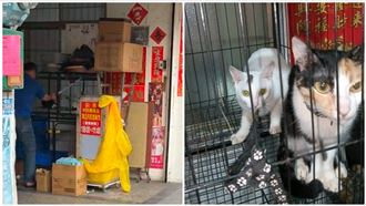 網友私刑「蛋洗」碗粿店　遭虐3貓現況曝