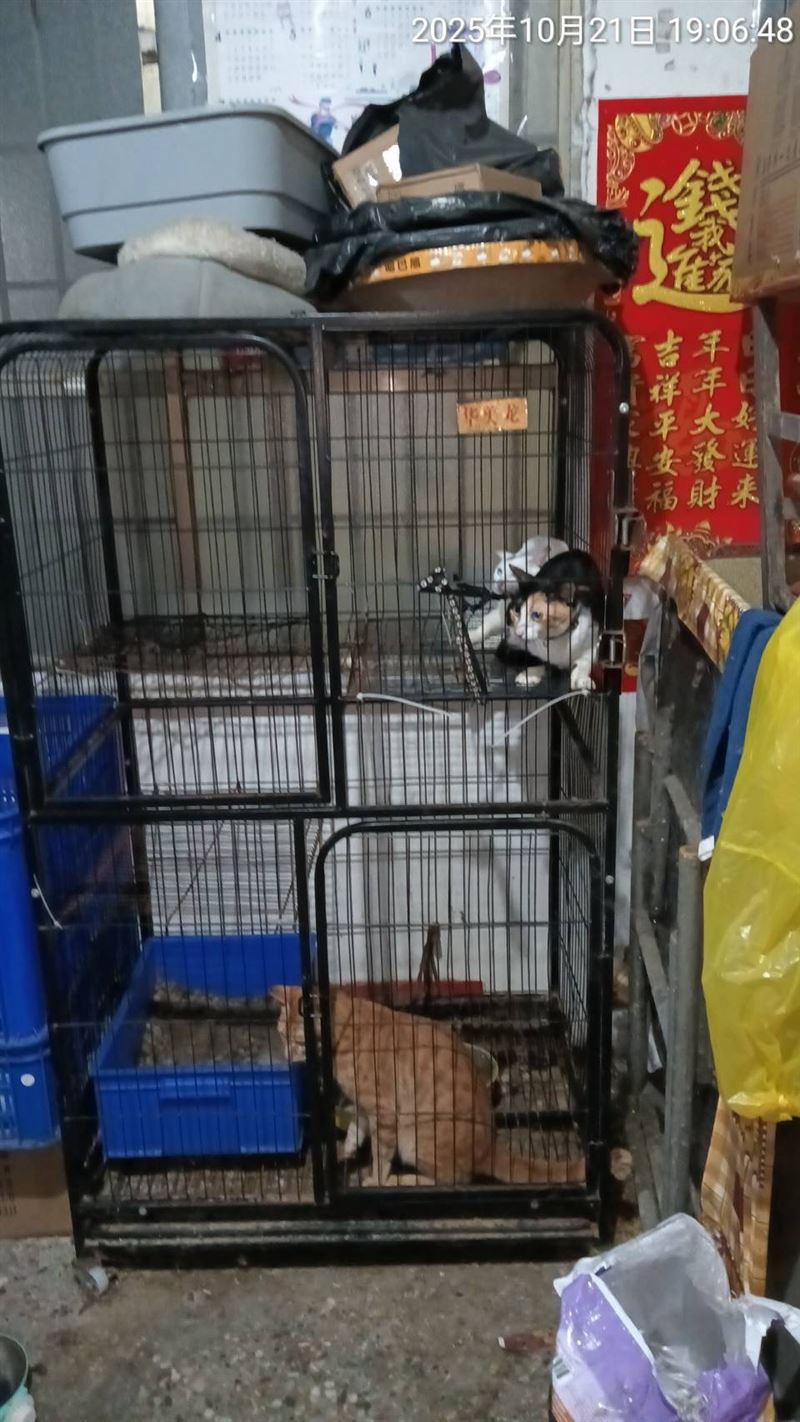 3隻貓咪疑似遭飼主虐待，只要有人靠近就充滿戒心。（圖／高市動保處提供）