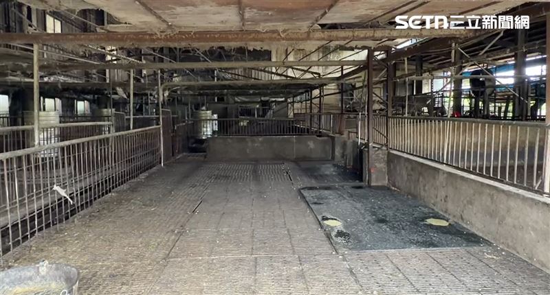 台中爆出非洲豬瘟！盧秀燕高度重視「提前撲殺」：希望只是個案，梧棲，養豬場，消毒(圖／翻攝畫面)