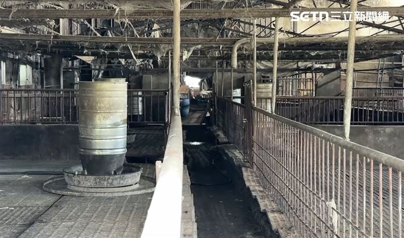 台中梧棲某養豬場爆出非洲豬瘟。（圖／翻攝畫面）