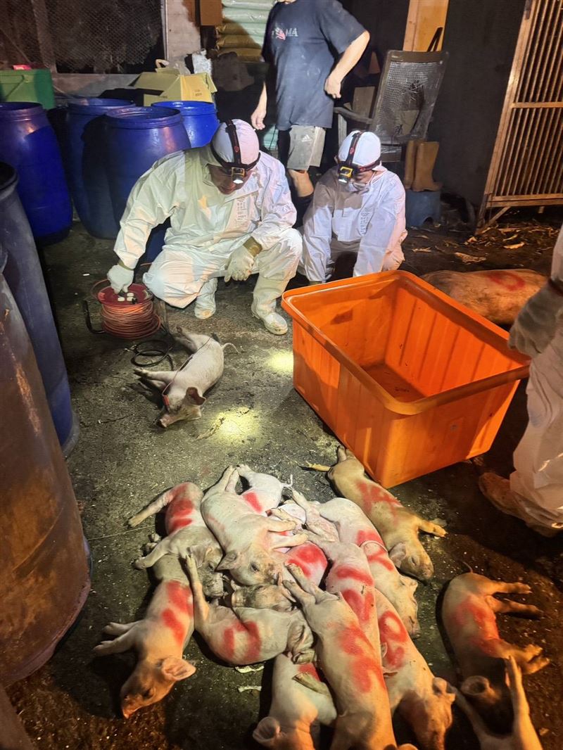 農業部長陳駿季今（21日）表示，台中梧棲養豬場死亡豬隻驗到非洲豬瘟陽性反應，已撲殺195頭豬隻，啟動回溯調查。（圖／農業部提供）