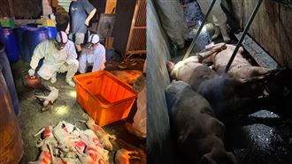 台中爆非洲豬瘟 撲殺195頭豬隻畫面曝