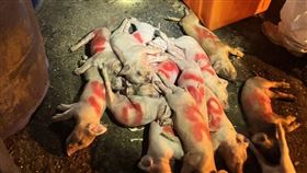 農業部長陳駿季今（21日）表示，台中梧棲養豬場死亡豬隻驗到非洲豬瘟陽性反應，已撲殺195頭豬隻，啟動回溯調查。（圖／農業部提供） 