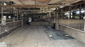 台中爆出非洲豬瘟！盧秀燕高度重視「提前撲殺」：希望只是個案，梧棲，養豬場，消毒(圖／翻攝畫面)