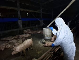 豬瘟來雞肉飼料股聞風衝　這3檔成亮點！