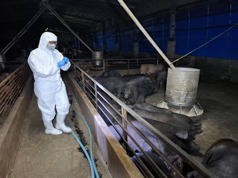 台中梧棲養豬場豬隻撲殺完畢後全面封閉，周圍3公里進行清潔消毒。(圖／台中市農業局提供)