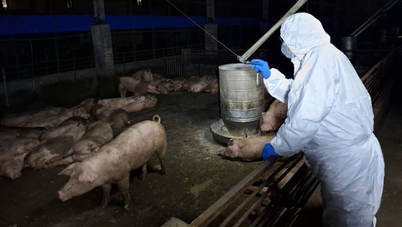 台中梧棲,爆非洲豬瘟,養豬場封鎖,195豬隻撲殺,掩埋,死亡(圖/翻攝畫面)
