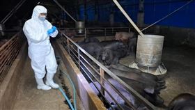 台中養豬場驗出疑非洲豬瘟  農業局進行撲殺台中市農業局接獲農業部動植物防疫檢疫署通報疑似非洲豬瘟，市府22日說明，第一時間啟動防疫機制，連夜緊急動員相關人力進行預防性撲殺195頭豬隻。（台中市政府提供）中央社記者郝雪卿傳真  114年10月22日