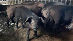 非洲豬瘟,新竹,台中,養豬場,廚餘（圖／新竹市政府提供）