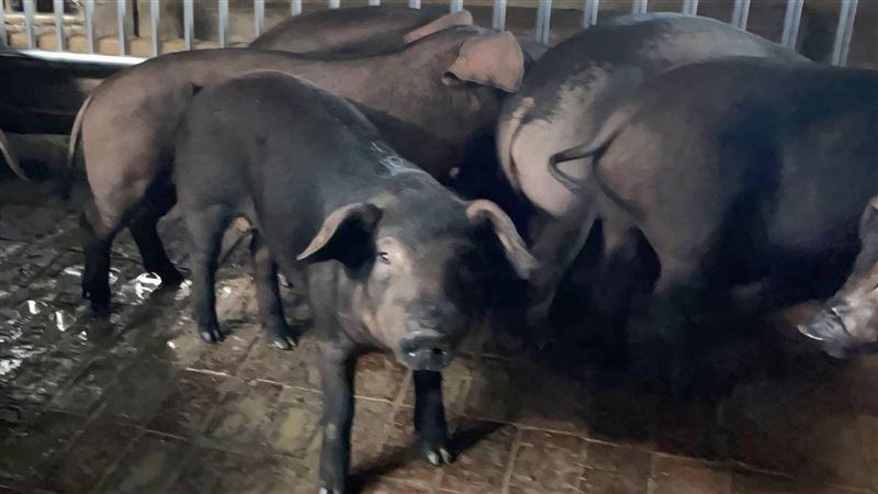 「非洲豬瘟」破功吃肉會出事？醫師這麼說