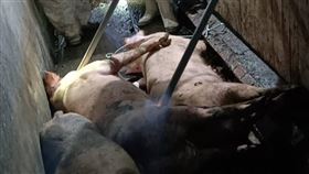 農業部長陳駿季今（21日）表示，台中梧棲養豬場死亡豬隻驗到非洲豬瘟陽性反應，已撲殺195頭豬隻，啟動回溯調查。（圖／農業部提供） 