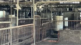 非洲豬瘟，台中梧棲，養豬場，空窗期10天未通報? 台中市府回應: 豬隻未出現典型症狀，(圖／翻攝畫面)
