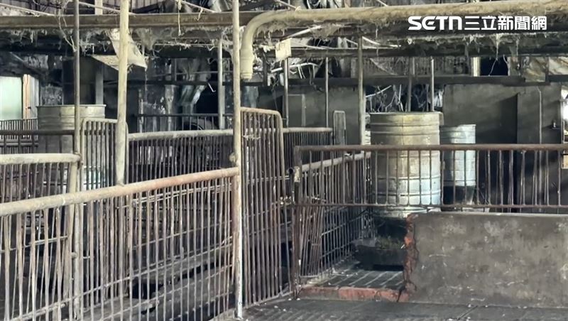 爆發非洲豬瘟的台中梧棲養豬場，近10年來都是使用清潔隊收來的廚餘當飼料。(圖／翻攝畫面)