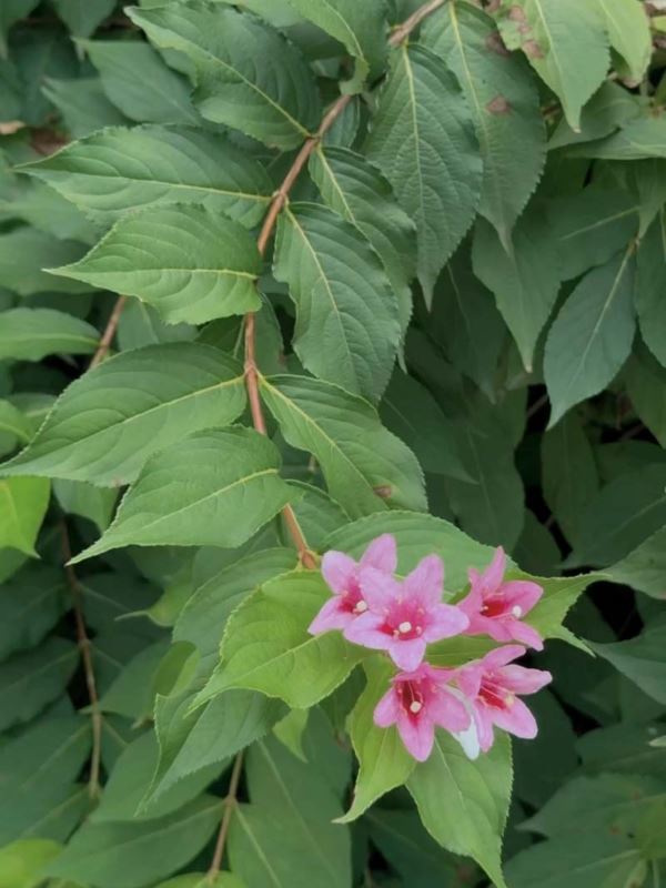 花卉短影中的錦帶花花期為4至6月，不可能出現在8月底。（圖／翻攝自于朦朧微博）