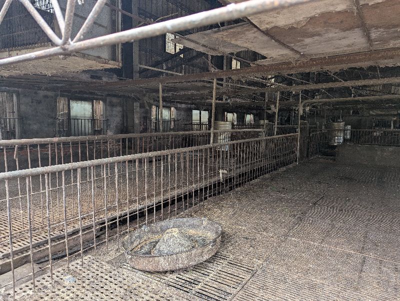 台灣出現首例疑似非洲豬瘟案例，農業部從台中梧棲區一處養豬場死亡豬隻驗到非洲豬瘟陽性反應。（圖／中央社）