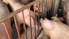 台中爆非洲豬瘟，雲林縣長張麗善：早禁止廚餘養豬，肉品市場(圖/翻攝畫面)