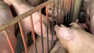食藥署點名查中國食品 用病死豬肉可罰2億