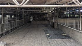 台中檢出疑似非洲豬瘟養豬場（2）台灣出現首例疑似非洲豬瘟案例，農業部從台中一處養豬場死亡豬隻驗到非洲豬瘟陽性反應，圖為事發養豬場，豬隻都已撲殺。中央社記者蘇木春攝　114年10月22日