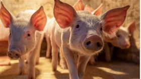 豬（示意圖／PIXABAY）