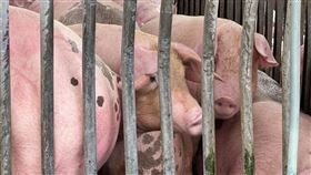 疑似非洲豬瘟引恐慌　雲林肉品市場加強清消台中市梧棲一處養豬場死亡豬隻驗出非洲豬瘟核酸陽性反應，農業部定調疑似案例。雲林縣肉品市場22日加強清消，全力配合防檢署派駐的獸醫師人員檢驗。中央社記者姜宜菁攝　114年10月22日