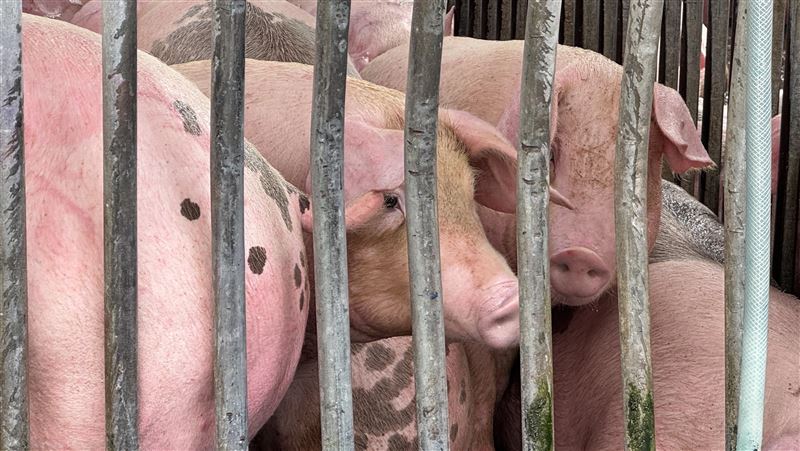 為防範非洲豬瘟，農業部表示，11月6日已修改相關規定，寄遞含豬肉郵包的違規輸入人（收件人）無論「故意」或是「過失」一律裁罰。（圖／中央社）