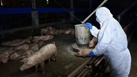 台中梧棲，爆非洲豬瘟，養豬場封鎖，195豬隻撲殺，掩埋，死亡(圖／翻攝畫面)