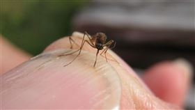 雖然冰島發現的環紋庫蚊不多，但有人擔憂有一就有二，還有很多尚未被發現。（圖／翻攝自維基百科） 