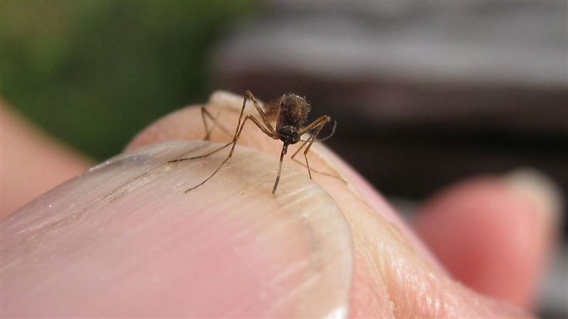 原以為是怪蒼蠅！無蚊國度疑因暖化淪陷