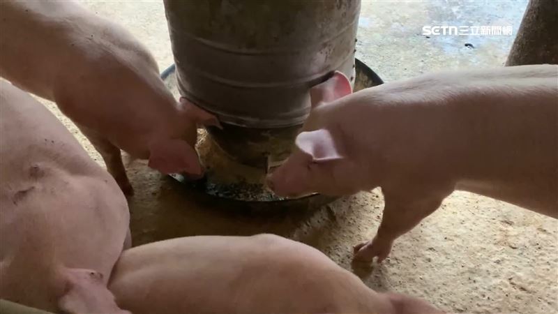 爆發非洲豬瘟的養豬場曾在13日出貨28頭豬隻，其中5頭賣彰化、2頭賣嘉義，21頭由台中零售商售出。（圖／翻攝畫面）