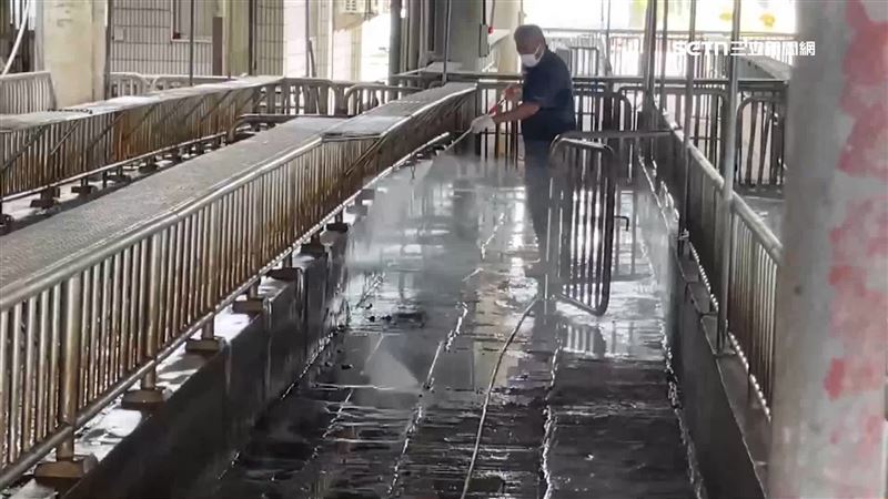 台中梧棲某養豬場疑似爆發非洲豬瘟，問題豬隻流向彰化。（圖／翻攝畫面）