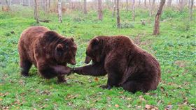 日本熊出沒的頻率越來越高。（示意圖／PIXABAY）