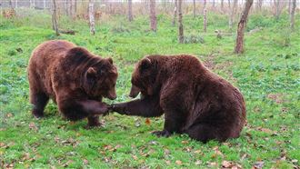 熊熊遇見你！日本遭熊襲擊9死創新高