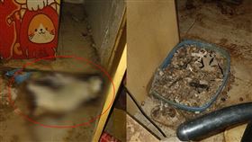 動保處,高雄,花蓮,房東,屍體,動物,租客,清理費,動保法,毛小孩,鼓山