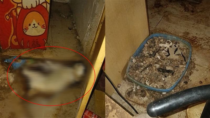 來自花蓮的38歲洪姓男房客租約未到期卻一聲不響失聯，留下被活活餓死的3隻貓和1隻狗。（圖／翻攝自犬貓認養人黑名單臉書）