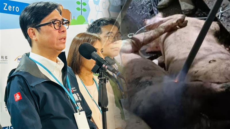 防疫破口在哪？至今仍是個謎；市長陳其邁表示，一旦有漏洞，恐重創國內數千億元的養豬產業，因此喊話：「未來應全面停用廚餘餵豬」。（圖／翻攝畫面）