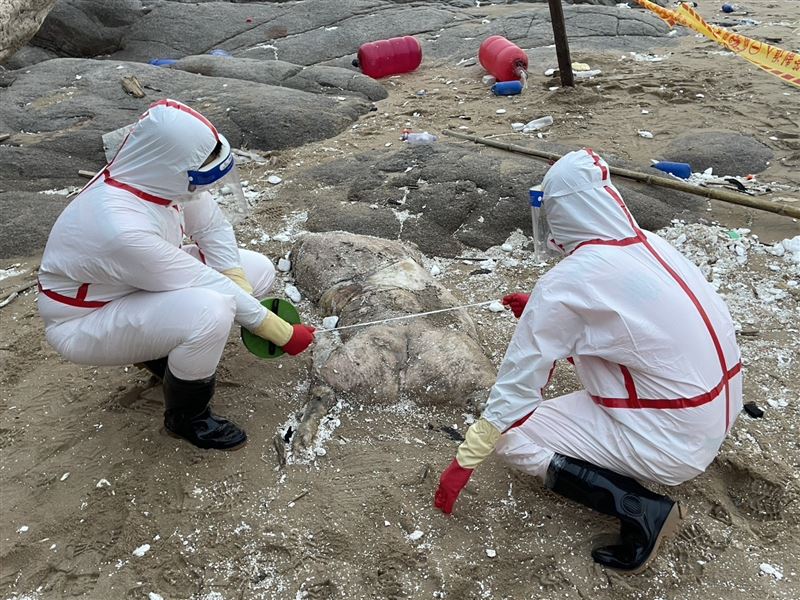 北竿芹壁沙灘發現疑似死亡豬隻。（圖／翻攝畫面）