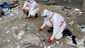 台中才爆非洲豬瘟！馬祖北竿沙灘驚見「海漂豬屍」　立即採樣清消急焚燬（圖／翻攝畫面）