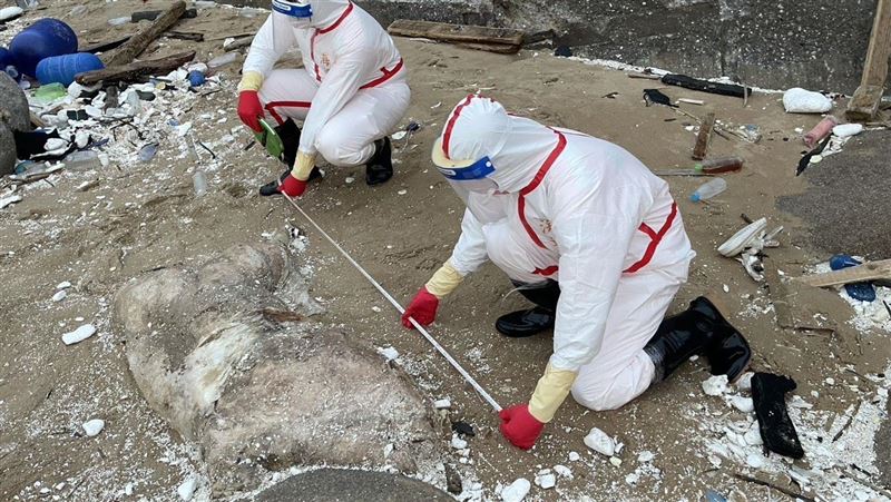 才爆非洲豬瘟!馬祖沙灘驚見「海漂豬屍」
