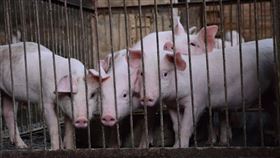 非洲豬瘟入侵台灣，食安專家張瑀庭說：吃對豬肉比不吃豬肉更重要。（圖／張瑀庭提供、翻攝自pixabay網站）