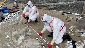 海委會主委管碧玲強調，海巡是以「假設每一隻豬屍都可能是非洲豬瘟斃死豬」的原則來處理岸際豬屍（圖／翻攝自管碧玲臉書）