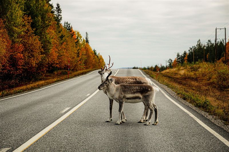 芬蘭的旅遊安全指數很高，但撞上馴鹿，可能是少數會遇到的危險。（示意圖／PIXABAY）