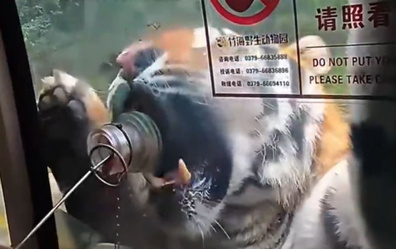 「獸王司機」需要近距離餵食老虎等猛獸，相當危險。（圖／翻攝自微博）
