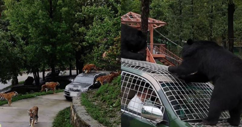虎群一路跟隨獸王司機車，黑熊直接跳到車上攔路討吃的。（圖／翻攝自微博）