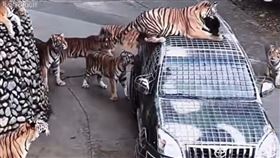 河南洛陽欒川竹海野生動物園招募「獸王司機」，月薪高達人民幣5萬元（約新台幣21.5萬元），吸引超過兩千人應徵。（圖／翻攝自微博）