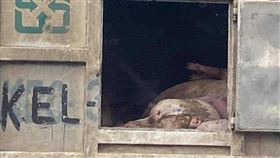 非洲豬瘟,化製車,車門,沒關,陳柏惟,通風,台中,死豬（圖／翻攝自陳柏惟臉書）