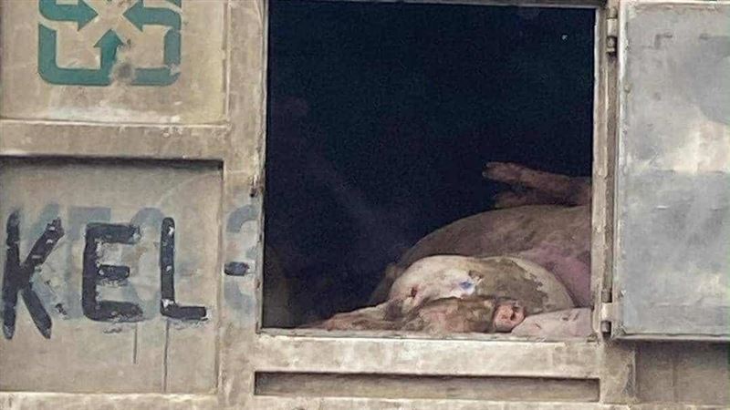 化製車載死豬車門沒關！陳柏惟酸：要通風