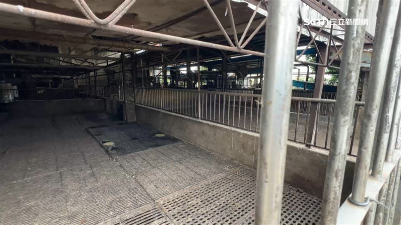 掩埋斃死豬　楊儒門批中市府「冷氣防疫」