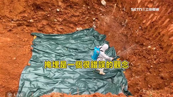 台中市府撲殺掩埋斃死豬引發外界疑慮