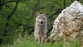 川普政府要求野放的灰狼要是來自美國境內，不能是其他地方。（示意圖／PIXABAY）